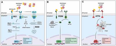 The Unfolded Protein Response in Immune Cells as an Emerging Regulator of Neuroinflammation